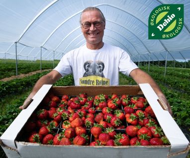 Økologiske jordbær i tunnel